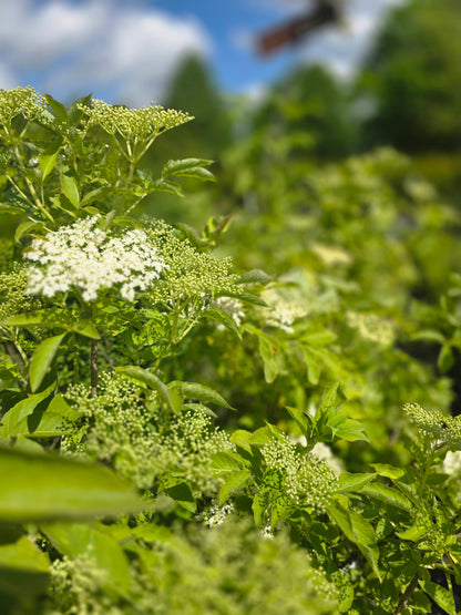 Schwarzer Holunder - Sambucus nigra