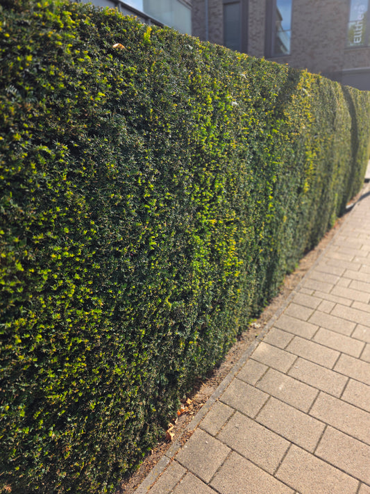 Heimische Eibe - Taxus baccata