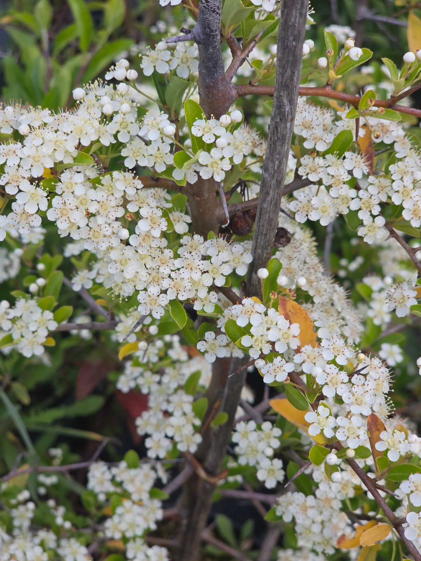 Feuerdorn 'Red Column' - Pyracantha 'Red Column'