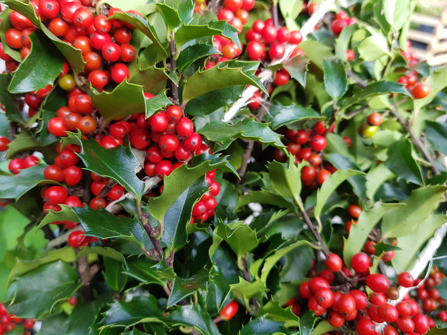 Fruchtende Stechpalme 'Blue Princess' ® - Ilex meserveae 'Blue Princess' ®