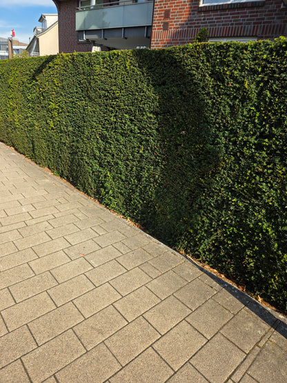 Heimische Eibe - Taxus baccata