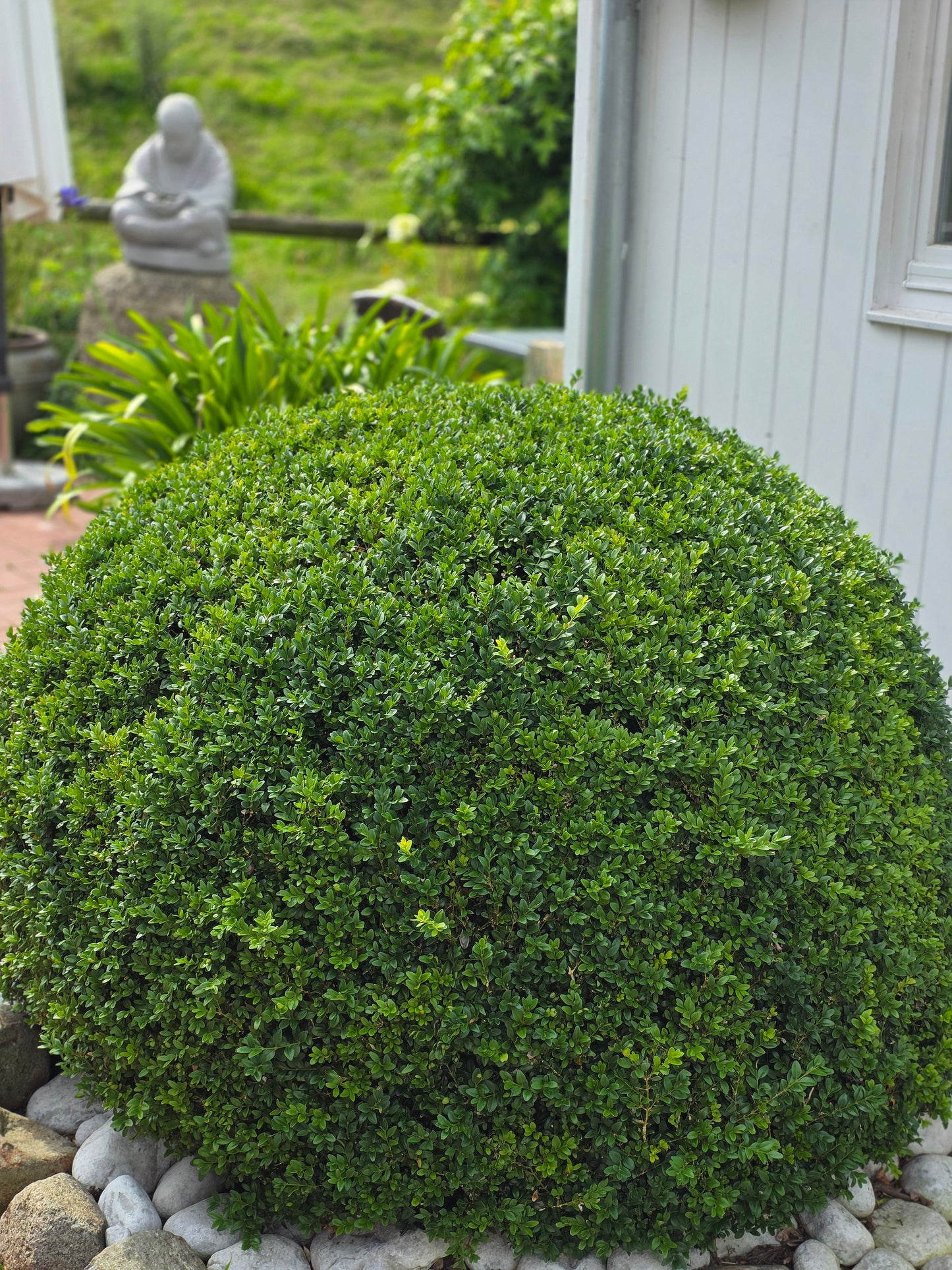 Buchsbaum / Heckenbuchs - Buxus sempervirens var.arborescens