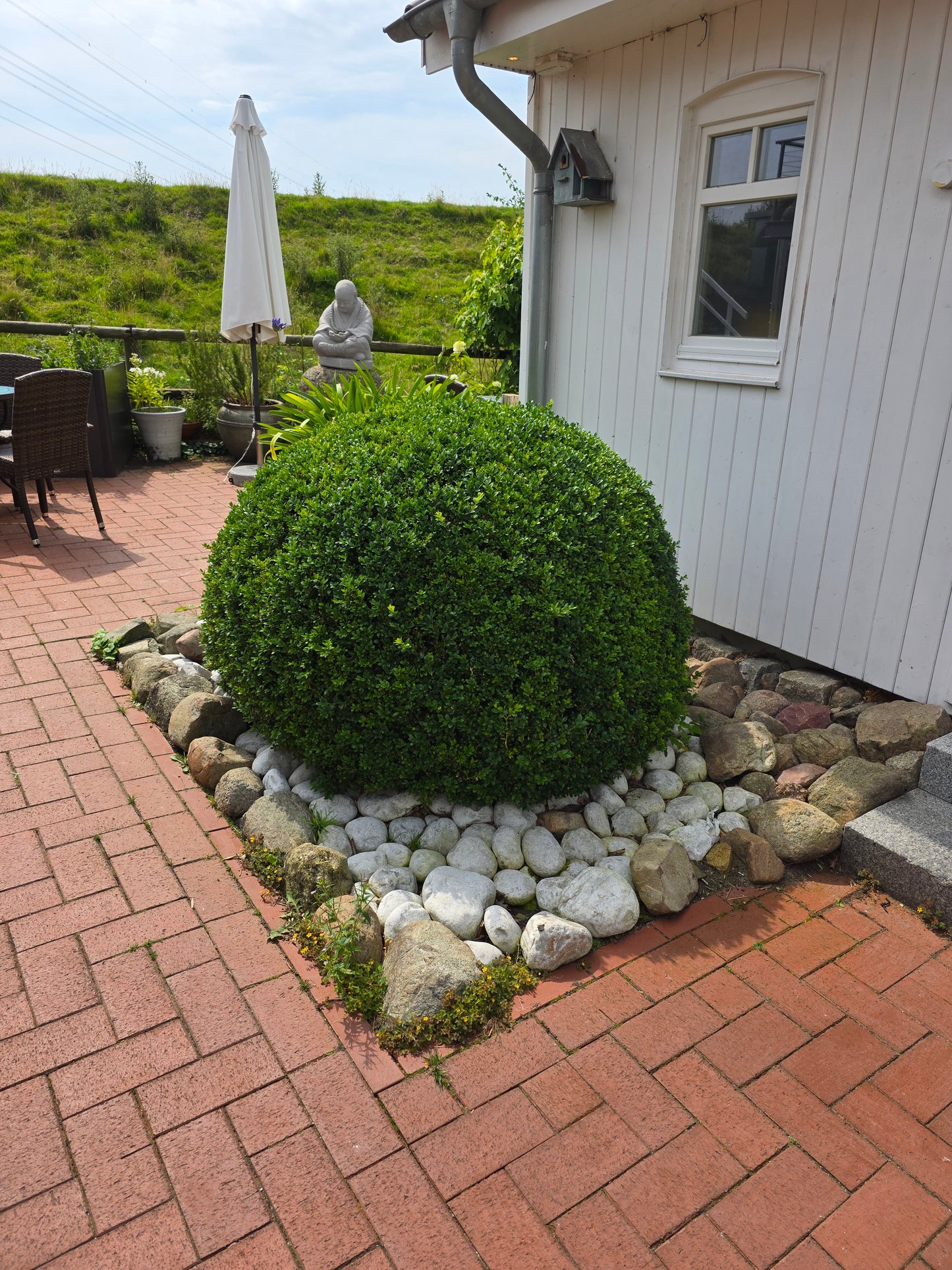 Buchsbaum / Heckenbuchs - Buxus sempervirens var.arborescens