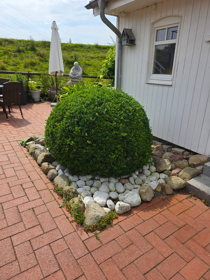 Buchsbaum / Heckenbuchs - Buxus sempervirens var.arborescens