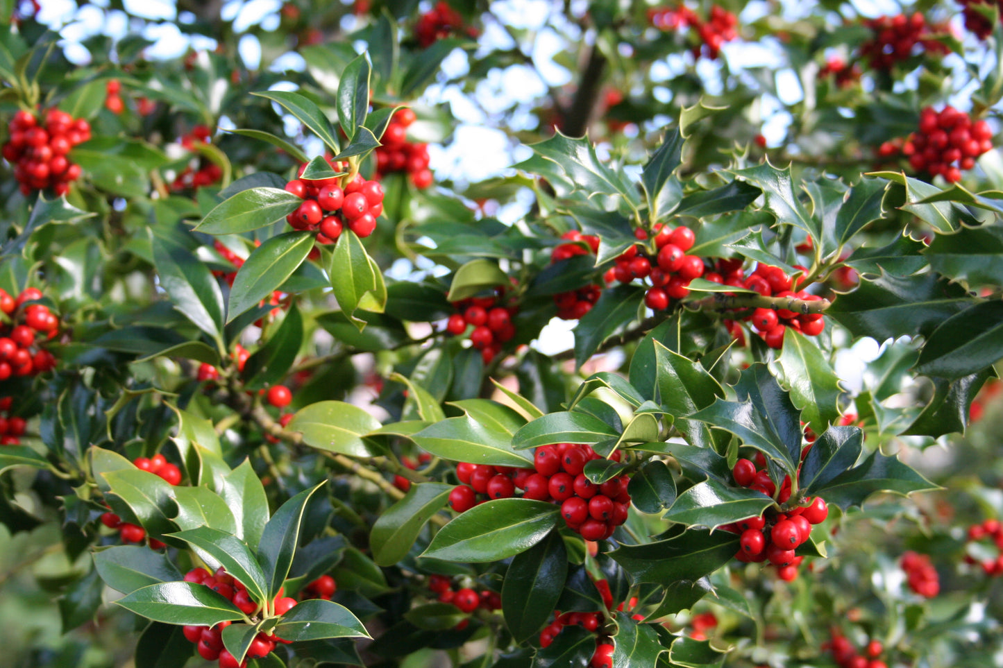 Fruchtende Stechpalme 'Blue Princess' ® - Ilex meserveae 'Blue Princess' ®