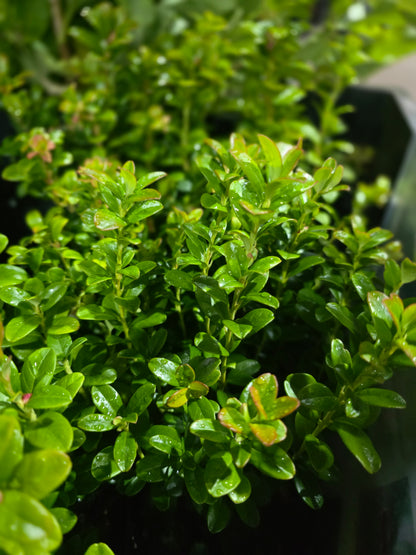 Preiselbeere 'Koralle' - Vaccinium vitis-idaea 'Koralle'