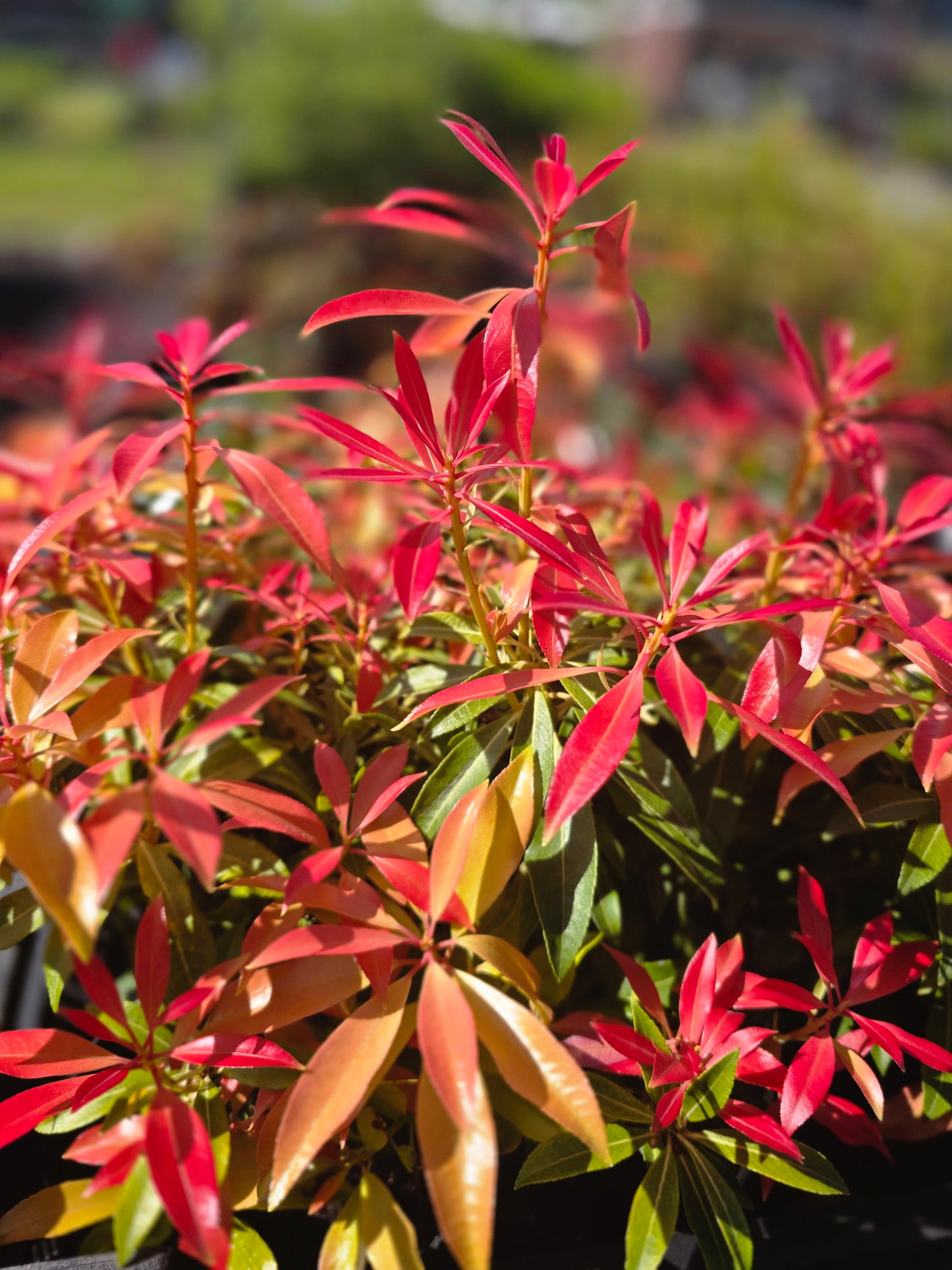 Schattenglöckchen 'Forest Flame' - Pieris japonica 'Forest Flame'