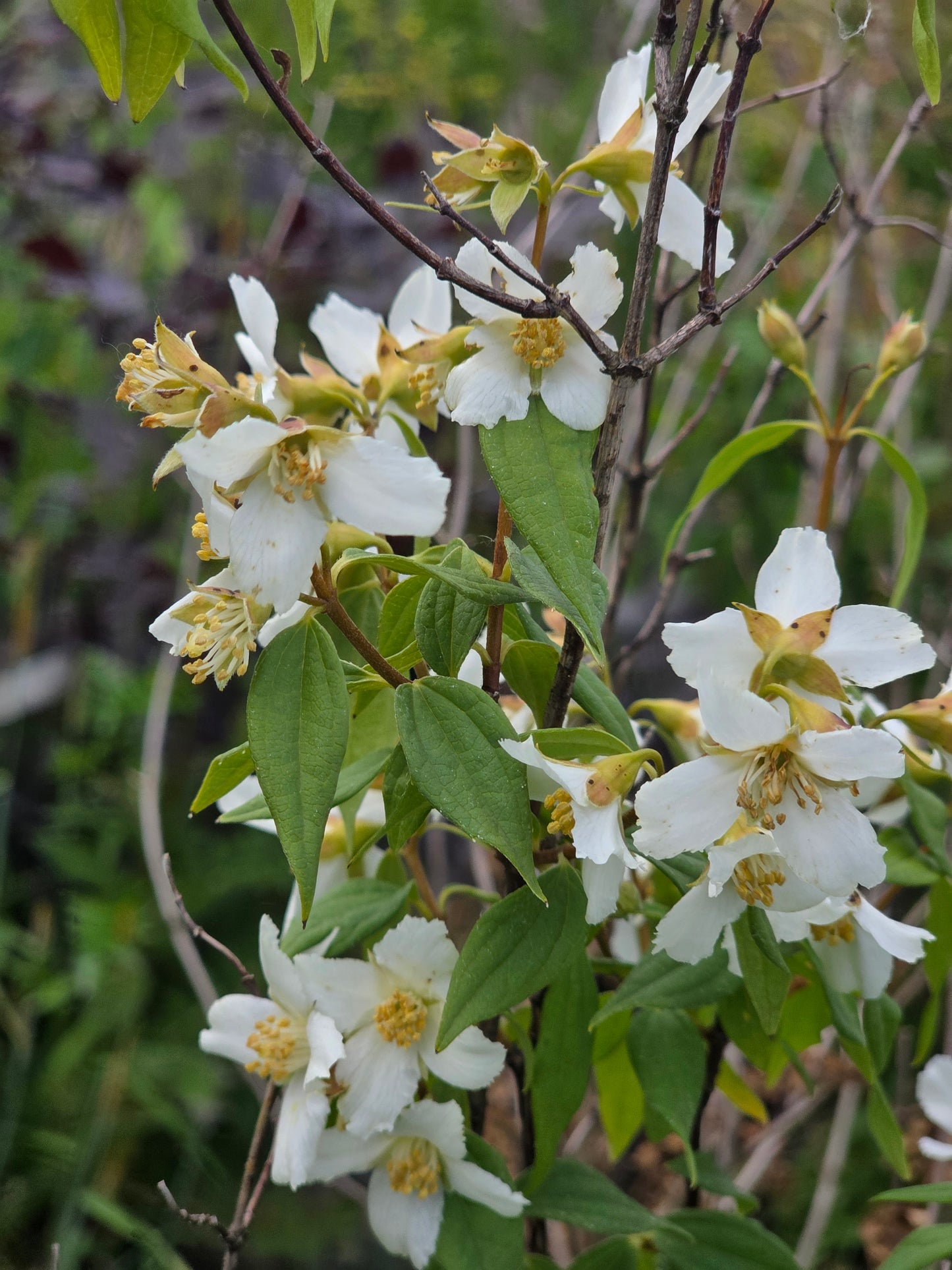 Duftjasmin 'Erectus' - Philadelphus 'Erectus'