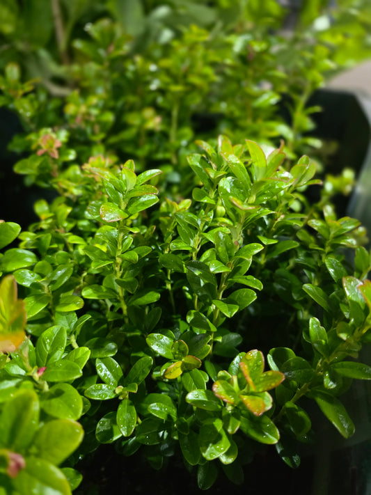Preiselbeere 'Koralle' - Vaccinium vitis-idaea 'Koralle'