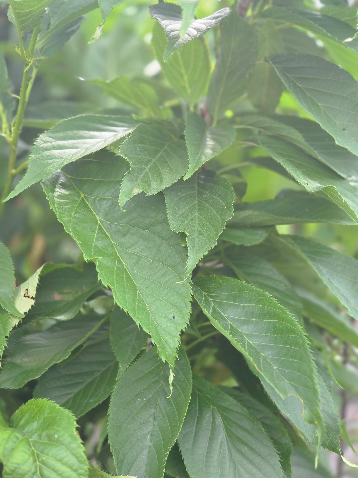 Japanische Säulenkirsche - Prunus serrulata 'Amanogawa' CAC