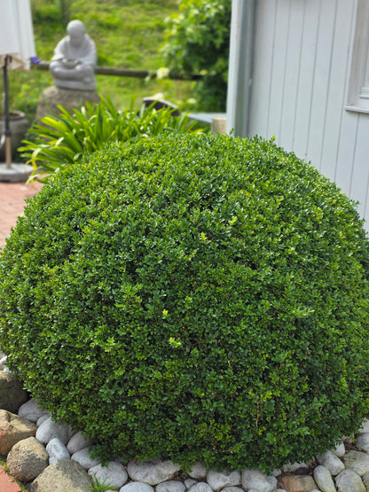 Buchsbaum / Heckenbuchs - Buxus sempervirens var.arborescens