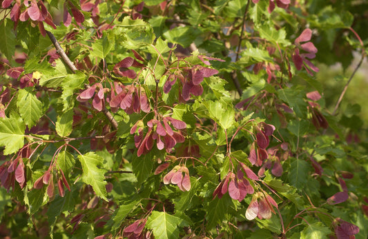 Feuerahorn Baum - Acer ginnala