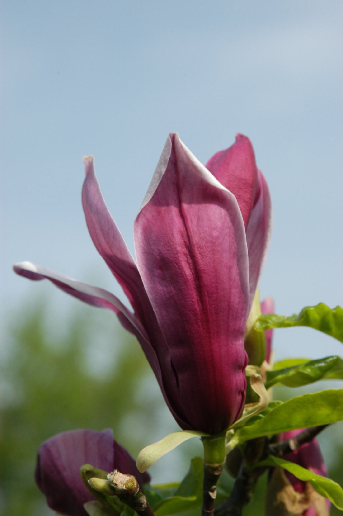 Purpurmagnolie 'Nigra' - Magnolia liliiflora 'Nigra'