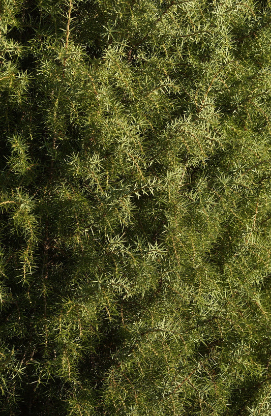 Wacholder Wildform - Juniperus communis