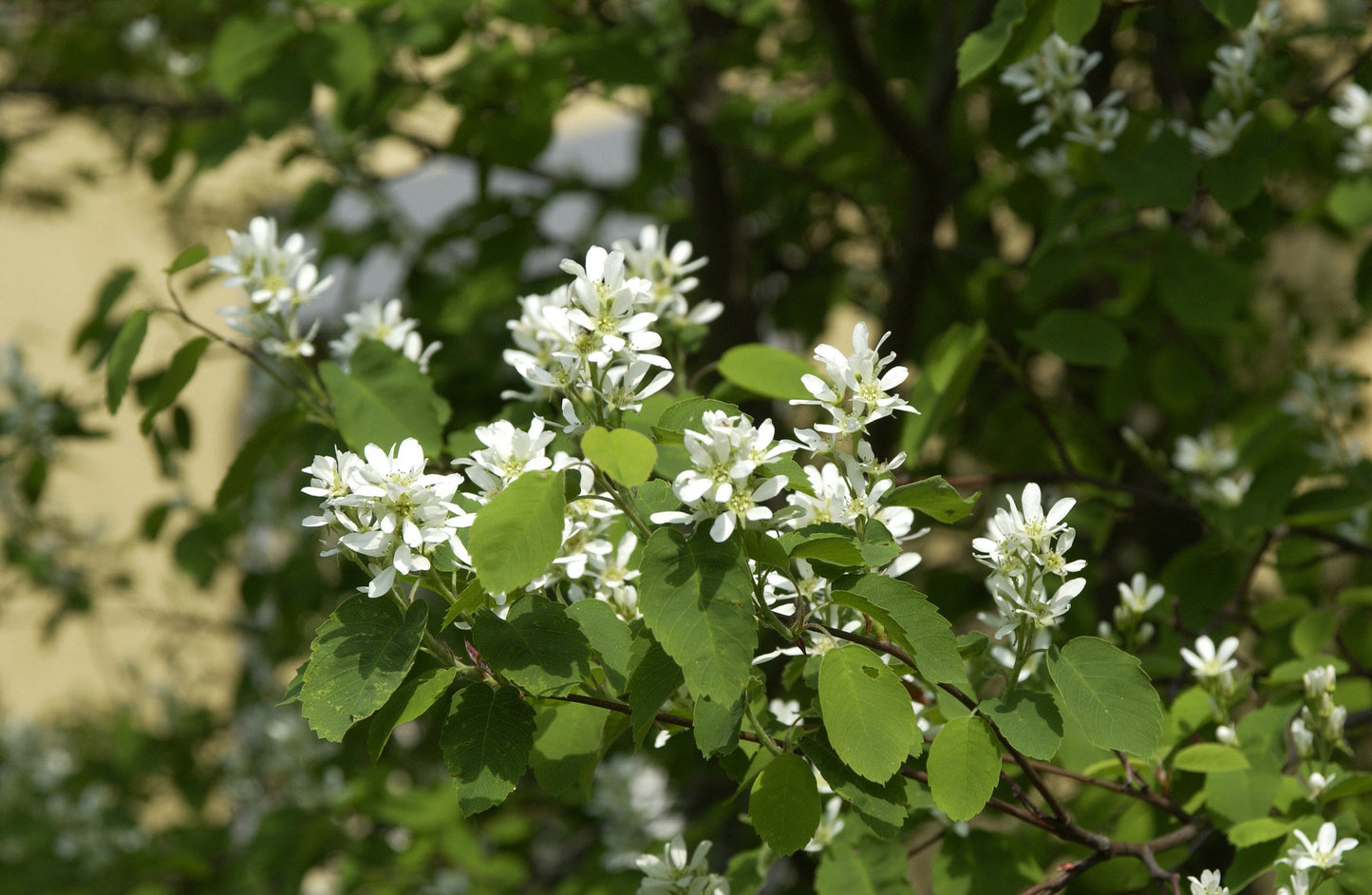 Echte Felsenbirne - Amelanchier rotundifolia