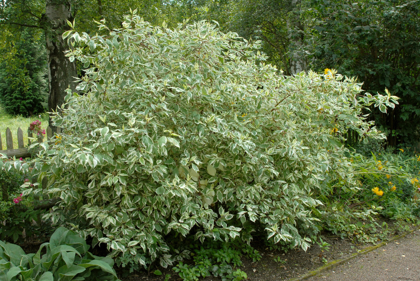 Weißbunter Hartriegel - Cornus alba 'Elegantissima'