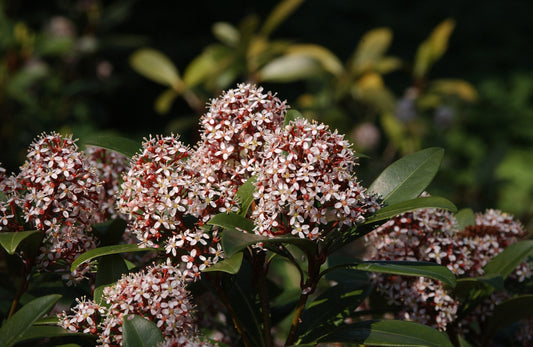 Japanische Blütenskimmie 'Rubella' - Skimmia japonica 'Rubella'