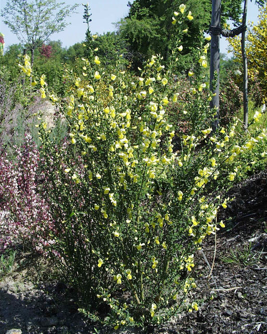 Edelginster 'Luna' - Cytisus scoparius 'Luna'