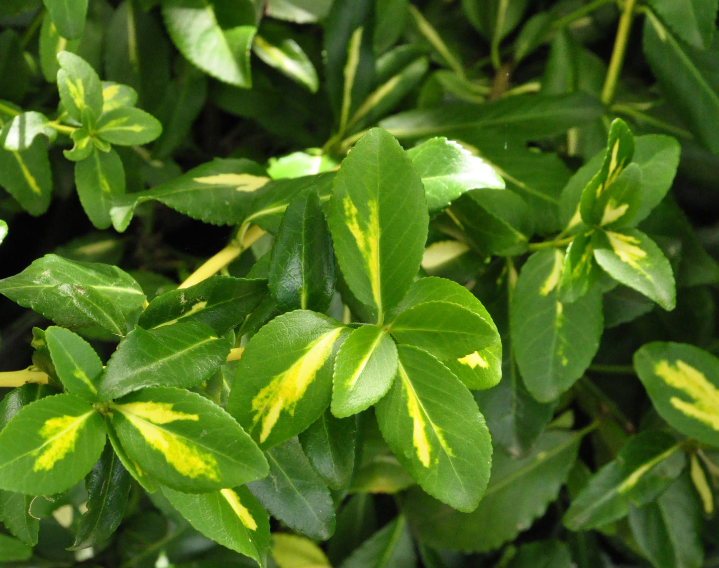 Kriechspindel 'Sunspot' - Euonymus fortunei 'Sunspot'