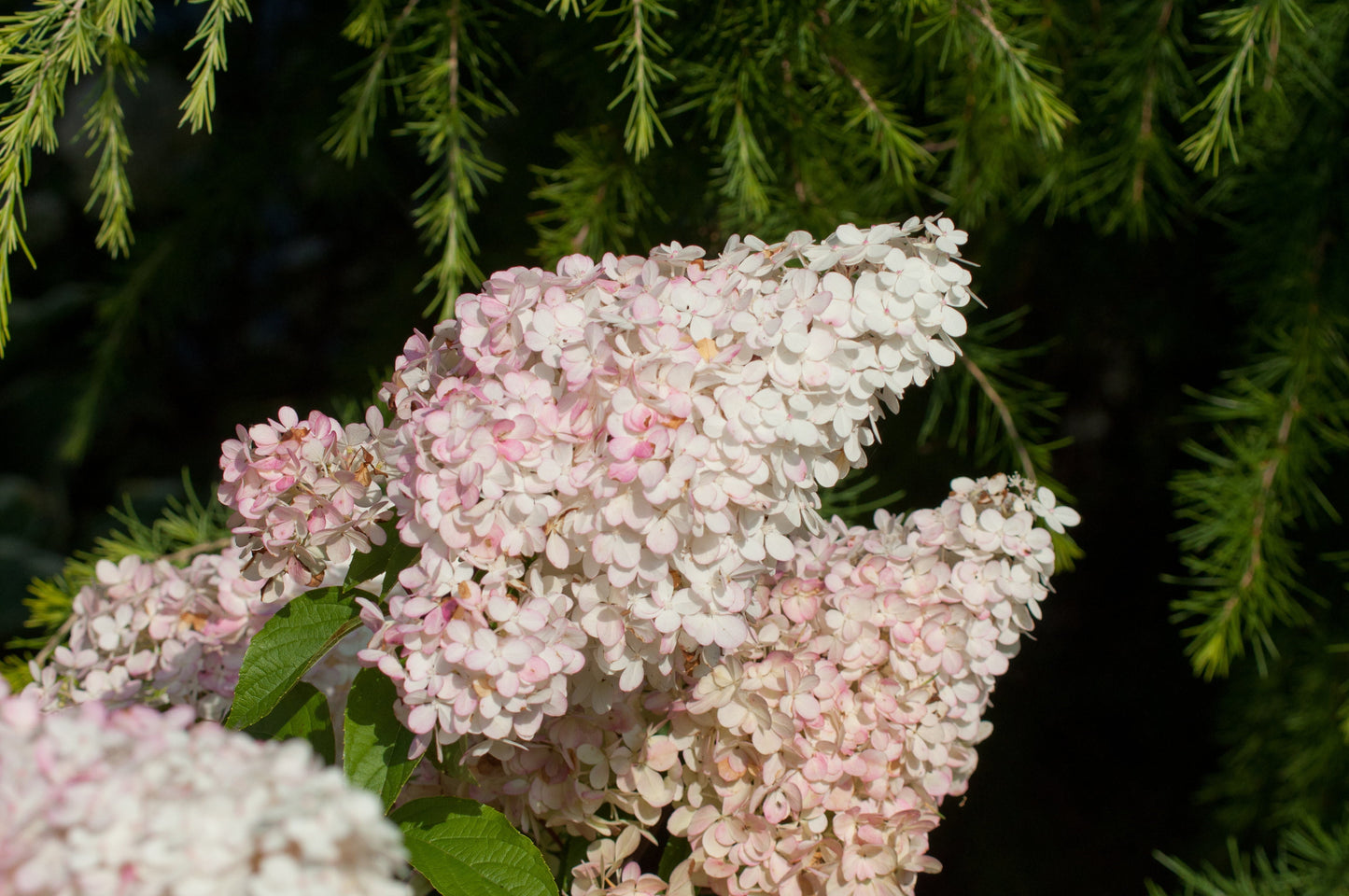 Rispenhortensie 'Vanille Fraise' ® - Hydrangea paniculata 'Vanille-Fraise' ®