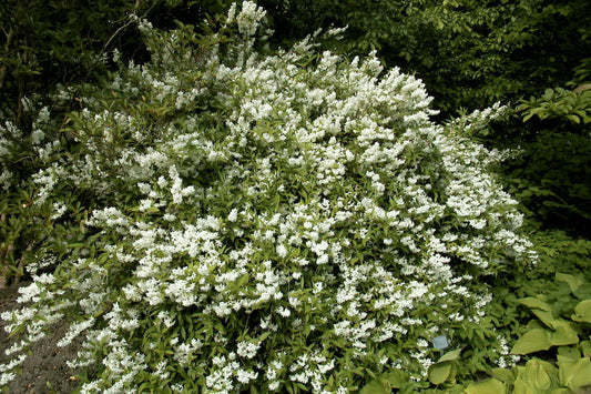 Maiblumenstrauch - Deutzia gracilis