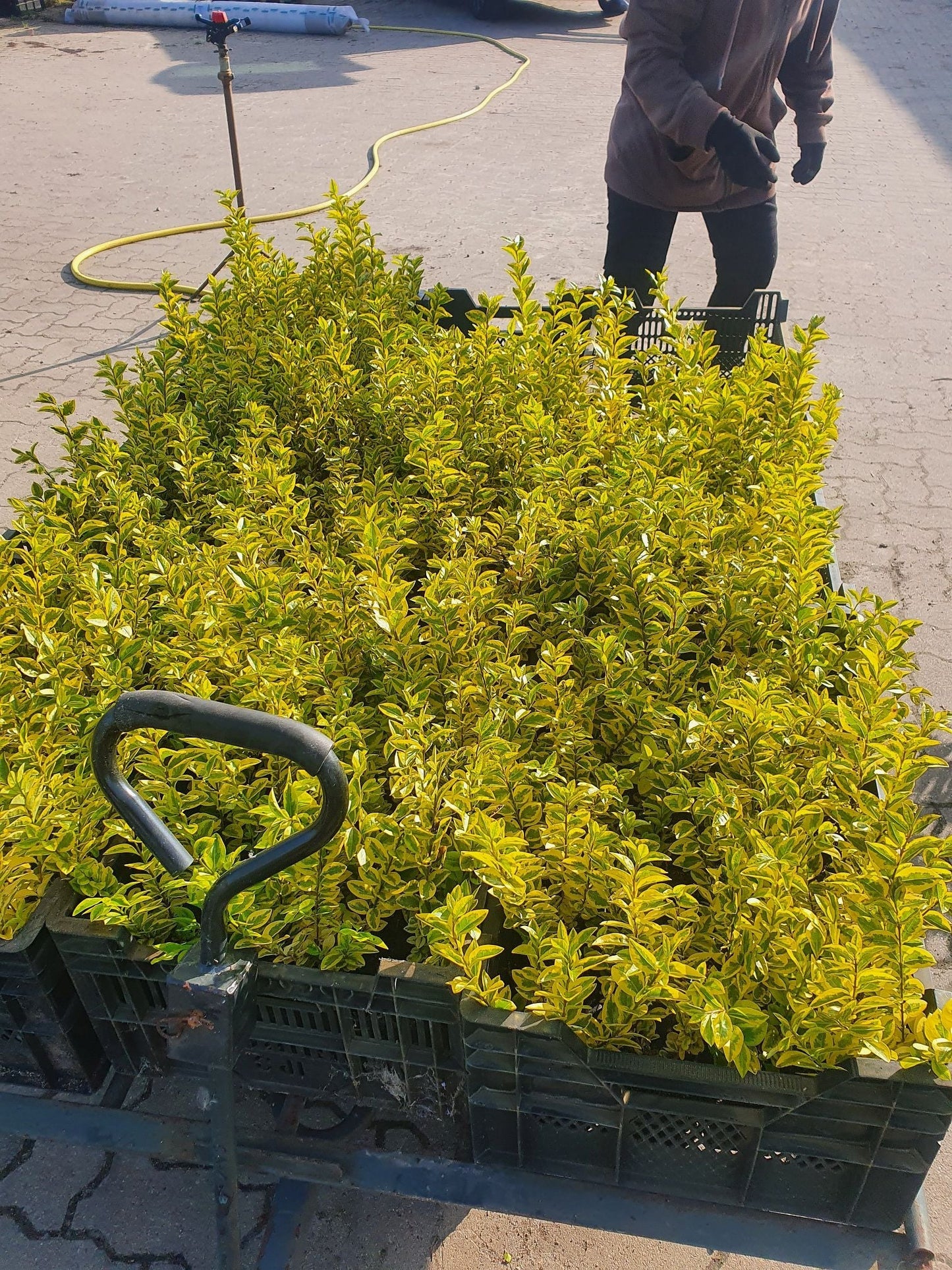 Goldbunte Kriechspindel 'Emerald'n Gold' - Euonymus fortunei 'Emerald'n Gold'