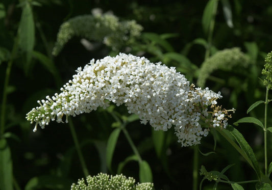 Sommerflieder 'White Bouquet' - Buddleja 'White Bouquet'