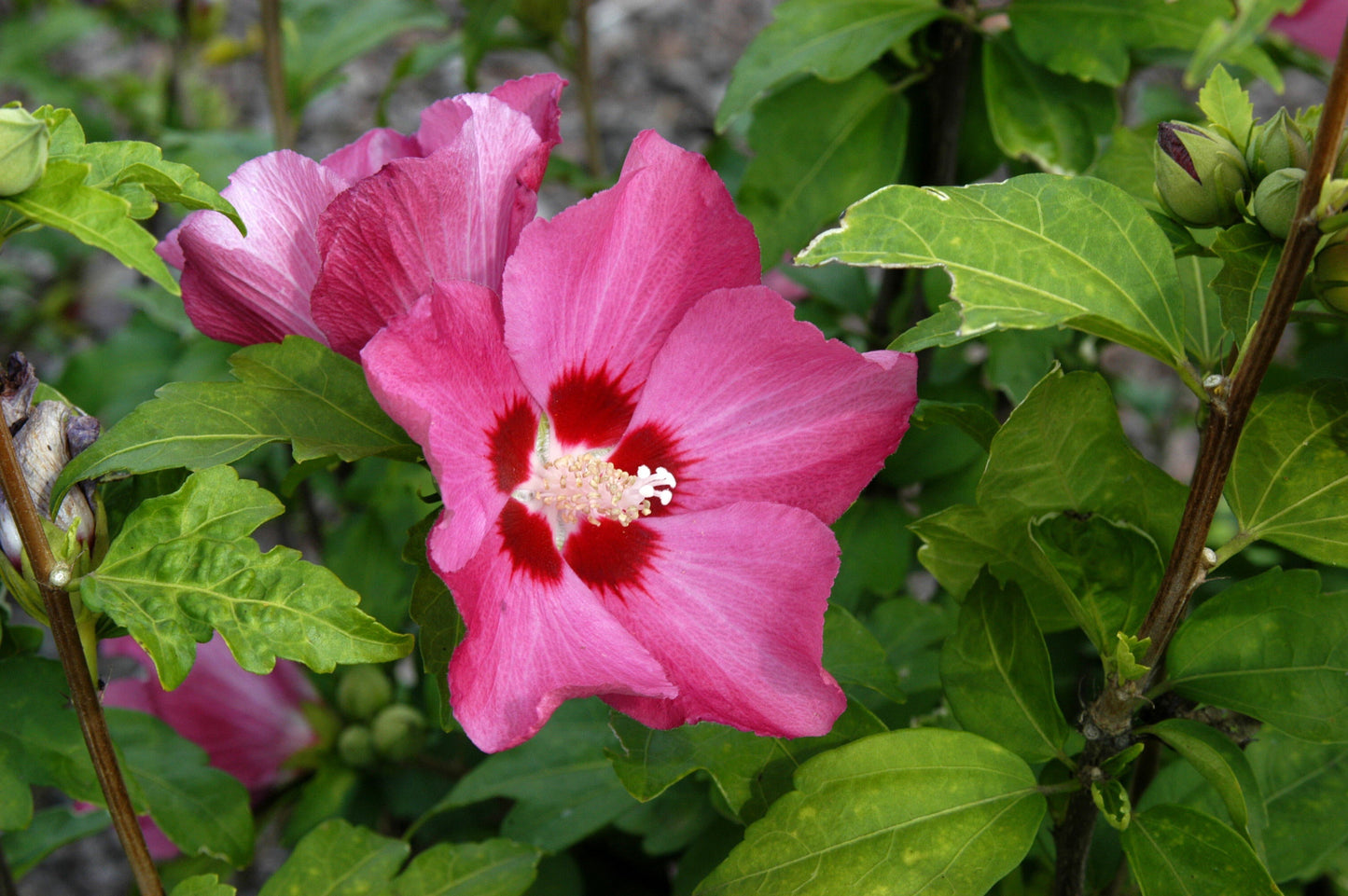 Garteneibisch 'Woodbridge' - Hibiscus syriacus 'Woodbridge'