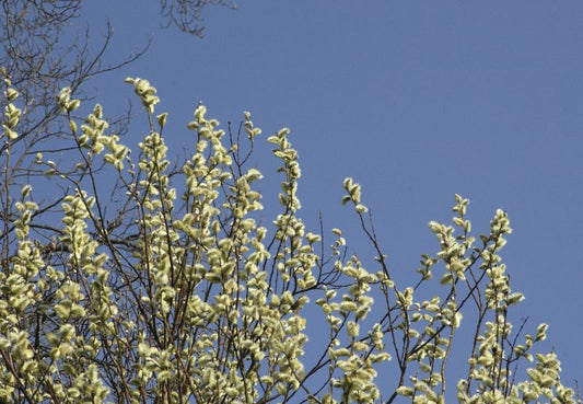 Adventweide - Salix caprea 'Silberglanz'