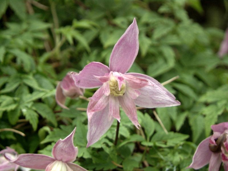 Akelei-Waldrebe 'Markham's Pink' - Clematis macropetala 'Markham's Pink'