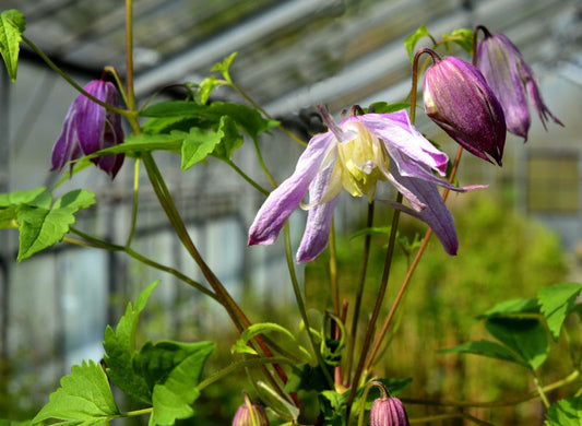 Akelei-Waldrebe 'Rosy O'Grady' - Clematis macropetala 'Rosy O'Grady'