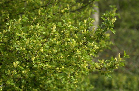 Alpen-Johannisbeere - Ribes alpinum