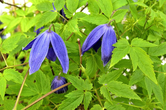 Alpen-Waldrebe 'Pamela Jackman' - Clematis alpina 'Pamela Jackman'