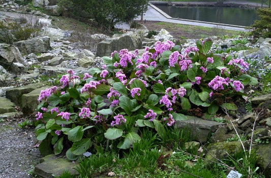 Altai-Bergenie - Bergenia cordifolia