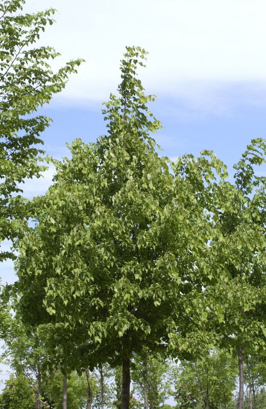 Amerikan.Stadtlinde - Tilia cordata 'Greenspire'