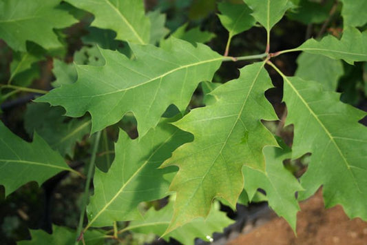 Amerikanische Roteiche Hecken - Quercus rubra