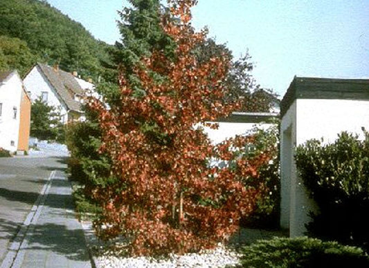 Amerikanischer Amberbaum - Liquidambar styraciflua