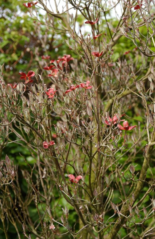 Amerikanischer Blumen-Hartriegel 'Purple Glory' - Cornus florida 'Purple Glory'