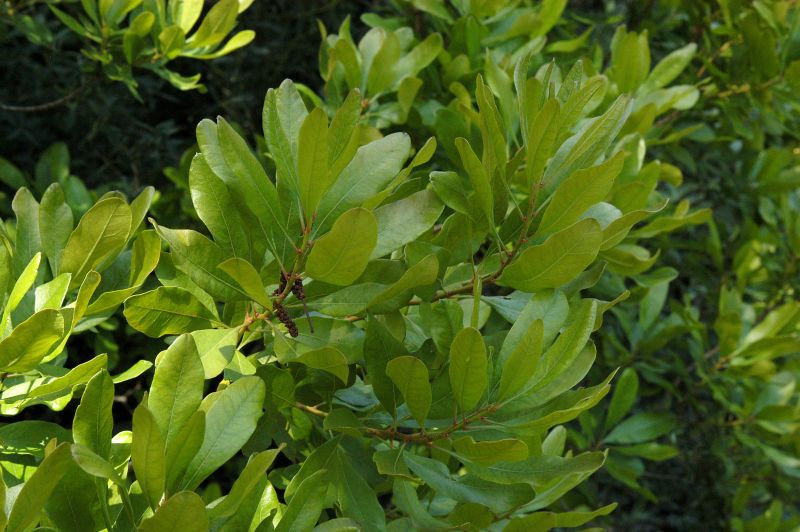 Amerikanischer Gagelstrauch - Myrica pensylvanica