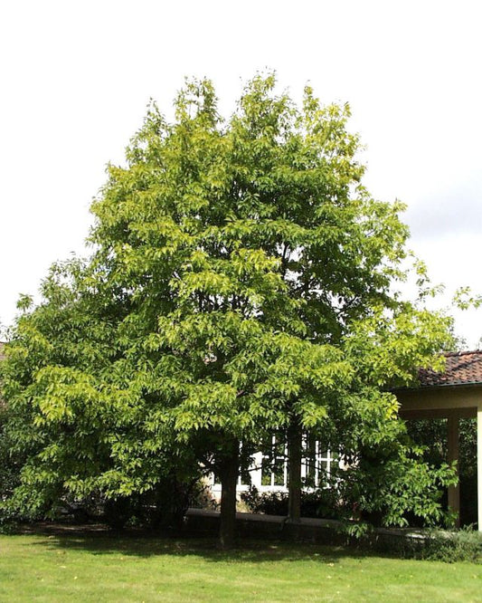 Amerikanischer Roteiche Baum / Hausbaum - Quercus rubra Baum