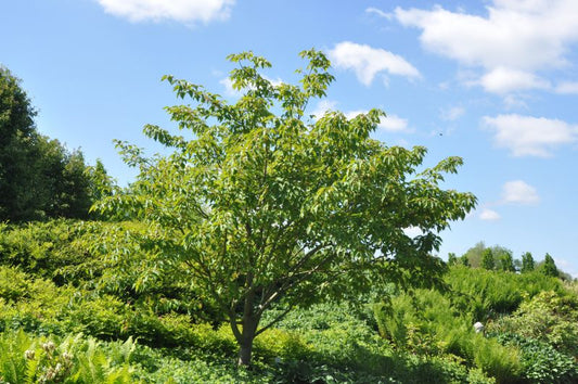 Amerikanischer Streifenahorn - Acer pensylvanicum