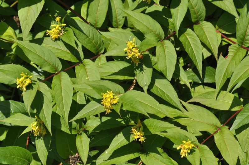 Amerikanischer Weigelie splendens - Diervilla splendens