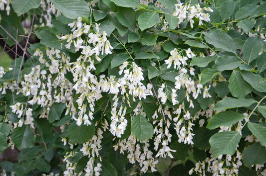 Amerikanisches Gelbholz - Cladrastis lutea