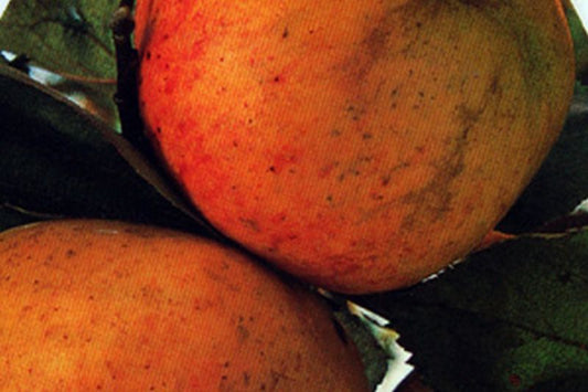 Apfel 'Dülmener Herbstrosenapfel' mittel - Malus 'Dülmener Herbstrosenapfel' CAC