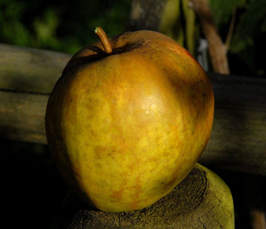 Apfel 'Finkenwerder Herbstprinz' spät - Malus 'Finkenwerder Herbstprinz' CAC