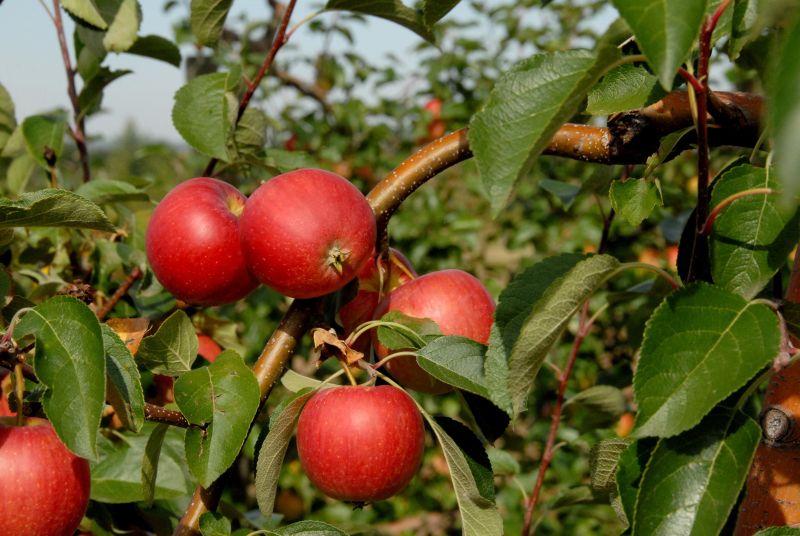 Apfel 'Resi' -S- - Malus 'Resi' -S- CAC