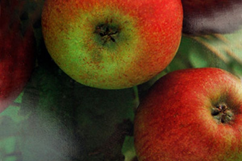 Apfel 'Rheinischer Bohnapfel' spät - Malus 'Rheinischer Bohnapfel' CAC