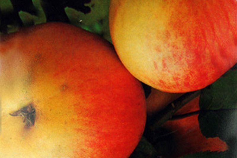 Apfel 'Rheinischer Winterrambur' spät - Malus 'Rheinischer Winterrambur' CAC