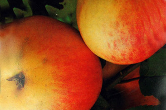 Apfel 'Rheinischer Winterrambur' spät - Malus 'Rheinischer Winterrambur' CAC