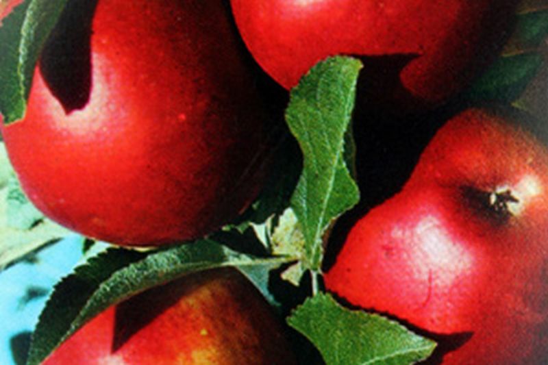 Apfel 'Roter Jonathan' - Malus 'Roter Jonathan' CAC